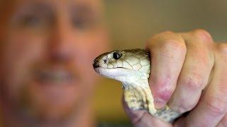 Reptile lovers Risk Lives Over Million Times To 'Milk' Snakes