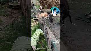 lurcher jumping #rock #music #livemusic #love #lurcher #doglife #baroque #amapianosongs #pets