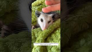 This family quickly rescued the opossum from the dog's mouth and then #animalshorts