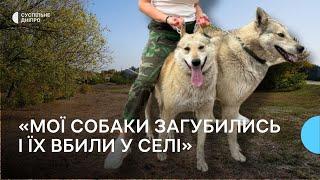 Застрелили, бо думали, що вовки: мертвих тварин знайшли за 20 кілометрів від місця проживання