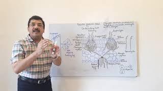 Puccinia -2- life cycle on secondary host