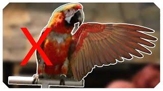 This Macaw Only Has ONE WING 