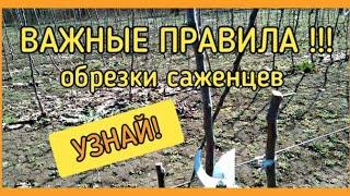 КАК ОБРЕЗАТЬ САЖЕНЦЫ? ВАЖНЫЕ ПРАВИЛА!