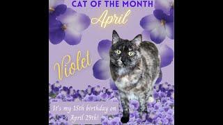 HART's April Cat of the Month - Violet