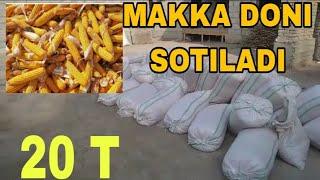 MAKKA DONLARI SOTILADI +99888 163 11 96