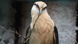 Close-up Yellow-headed Caracara   4K