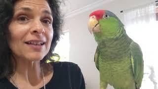 Amazon Parrots : Do They Make Great Talking, Cuddly Pets?