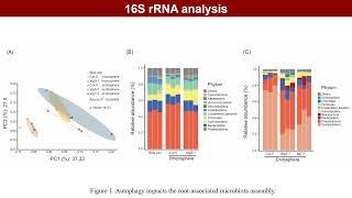 iMetaOmics | Arabidopsis multiomics reveals the role of autophagy in root microbiome assembly