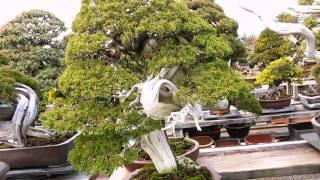 Taisho-en Bonsai Garden 2012 By Jose Acuña, Centro Bonsai Tenerife