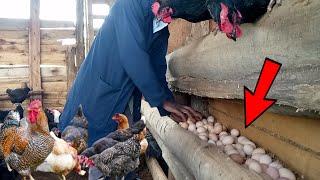 REAL EGG HARVESTING [ most profitable production line ]