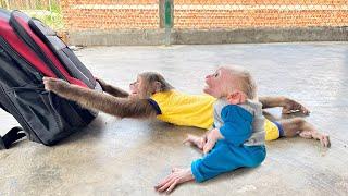 Baby monkey with Cutis cries to prevent dad from leaving home