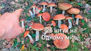 26-ть грибів на одному місці. Поїхав на Три дні з двома шоколадками. Що назбирав то і з'їв.