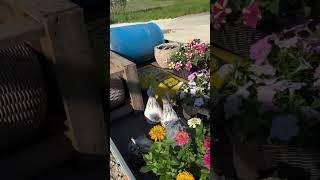 Остатки вывезли скоро дом на продажу #garden #gardenlife #дача #огород #shorts