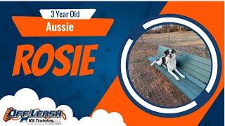 Unlocking Rosie's Potential: 2-Week Off-Leash K9 Training in Oklahoma!