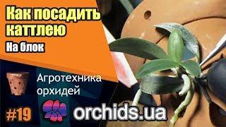 Как посадить каттлею (Cattleya) на блок.