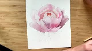 Watercolor tutorial: how to paint peony