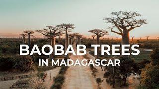 The Mysterious Baobab Tree in Madagascar | Hungry Rover