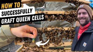 How to Graft and Make Top Quality Queen Cells.....with Nucs!  Queen Rearing.