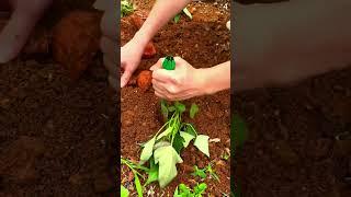 ide cerdas menanam buah dengan media dan cara yang unik #shorts