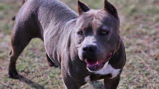 Pit Bull Lovers Should Support The American Bully!