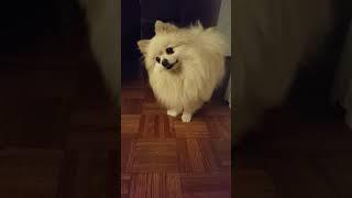 Funny POM