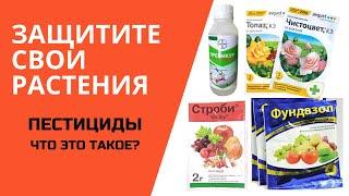 ЗАЩИТИТЕ СВОИ РАСТЕНИЯ!  Пестициды. Что это такое?