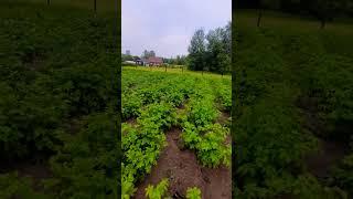 Моё место силы. уДачные Выходные. #vlog #мотивация #дача