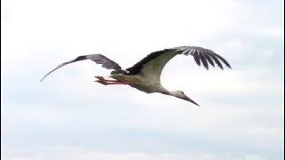 flying storks in 4k slow motion