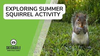 Exploring Summer Squirrel Activity With Skedaddle Humane Wildlife Control