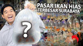 SIDAK PASAR IKAN HIAS TERBESAR SURABAYA GUNUNG SARI 2024!