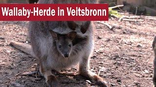 Zu Besuch bei Norbert Lux: Wallaby-Herde in Veitsbronn