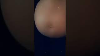 big Belly #bellyfat #belly #inflation #inflatio #pregnant