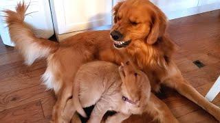 Golden Retriever Dad Tells Daughter Playtime is Over