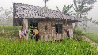 Heavy rain in a beautiful rice field village. Heavy rain atmosphere. Adding Susana feels more serene