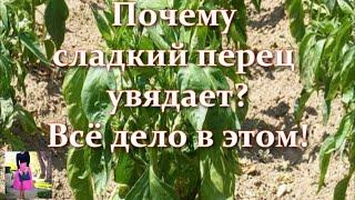 Вы удивитесь, но причина в этом! Почему вянут перцы в открытом грунте или в теплице и поникли листья