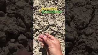 Finding Fossil Belemnites! (More Finds @ Lets Go Geo)