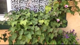 Tagetes Minuta, Hybiscus & Hanging Yam Baskets