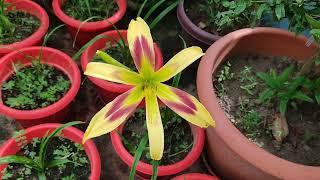 Daylily "Free Wheelin"। A Spider Shaped Daylily Bloomed in Bangladesh।