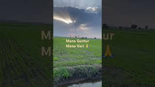 #andhra #guntur #paddy #oryza #anniearunalatha #annie #naturelover #greenfields #bluesky #sunset