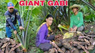 Nagkalat sa gubat mga gabi Isang puno ng gabi ang daming laman...Sa bagong area