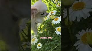 Chihuahua Cedric Rates The Smell Of Flowers (part 2) 