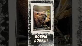 БОБРЫ ДОБРЫ? факты о БОБРАХ