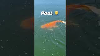 100k Koi Fish In Swimming Pool! 