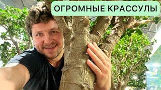 КРАССУЛА ГИГАНТ! ЕМУ 100 ЛЕТ!? ПОПОЛНЕНИЕ КОЛЛЕКЦИИ ДРЕВОВИДНЫХ ТОЛСТЯНОК. ДЕНЕЖНОЕ ДЕРЕВО CRASSULA