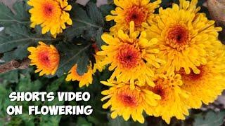 it's Morning Dude - It's Flowering Time (Shorts Video)