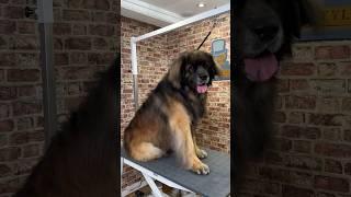 Doggy Daily Episode 336: Excel the Leonberger   #leonberger #doggrooming