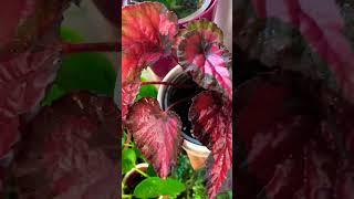 Begonia rex beleaf inca night