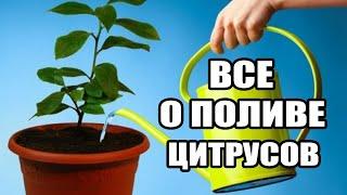 Полив домашнего лимона.Золотые правила полива,ошибки полива цитрусов в домашних условиях