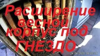 3-й корпус пчелам и опять вниз.Боится ли Щурка золотистая?Состояние пчел-20дней до мёда Белой акации