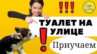 Как приучить щенка ходить в туалет на улицу?  10 лайфхаков для быстрого приучения.